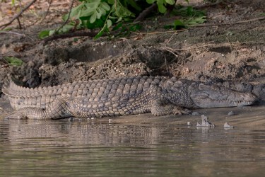 8R2A3430 Crocodile Liwonde NP Malawi