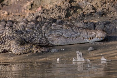 8R2A3435 Crocodile Liwonde NP Malawi
