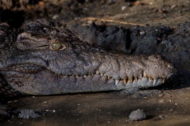 8R2A3442 Crocodile Liwonde NP Malawi