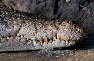 Wildlife Crocodile