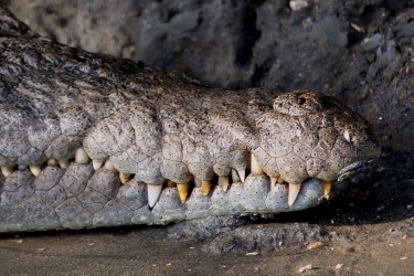 8R2A3446 Crocodile Liwonde NP Malawi