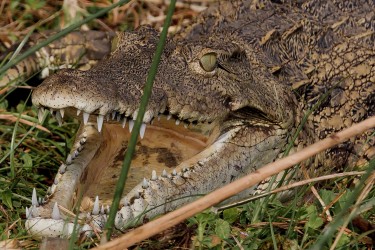 8R2A3570 Crocodile Liwonde NP Malawi