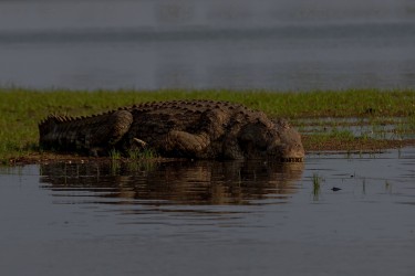8R2A3658 Crocodile Liwonde NP Malawi