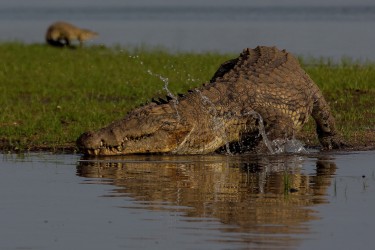 8R2A3662 Crocodile Liwonde NP Malawi
