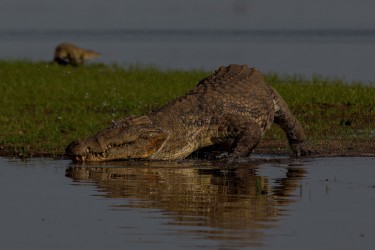 8R2A3663 Crocodile Liwonde NP Malawi