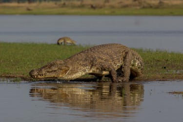 8R2A3665 Crocodile Liwonde NP Malawi