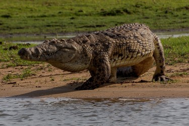 8R2A3721 Crocodile Liwonde NP Malawi