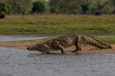 8R2A3729 Crocodile Liwonde NP Malawi