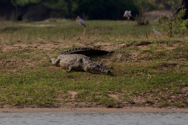 8R2A3735 Crocodile Liwonde NP Malawi