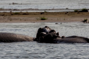 8R2A3895 Hippo Liwonde NP Malawi