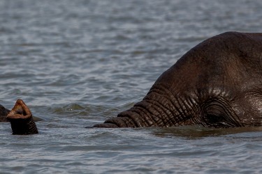 8R2A3935 Elephant Liwonde NP Malawi