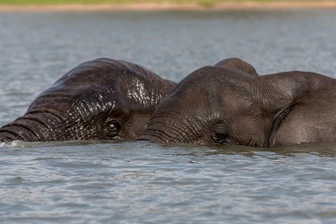 8R2A3936 Elephant Liwonde NP Malawi