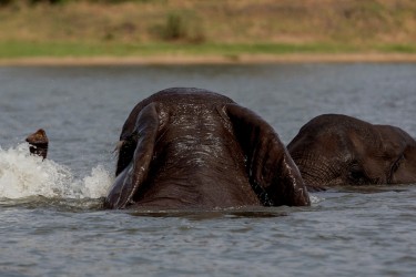 8R2A3945 Elephant Liwonde NP Malawi