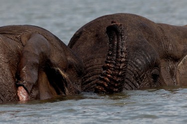 8R2A3951 Elephant Liwonde NP Malawi