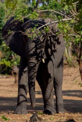 8R2A4900 Elephant Kasungu NP West Malawi