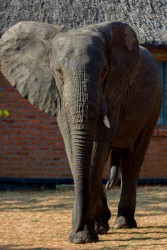 8R2A4957 Elephant Kasungu NP West Malawi