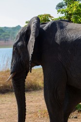 8R2A4961 Elephant Kasungu NP West Malawi
