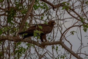 8R2A3080 Lesser Spotted Eagle Liwonde NP Malawi