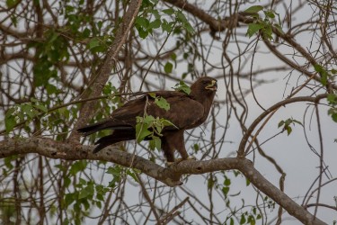 8R2A3081 Lesser Spotted Eagle Liwonde NP Malawi