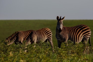 8R2A5605 Zebra Nyika NP  North Malawi