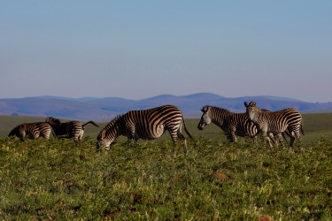 8R2A5617 Zebra Nyika NP  North Malawi