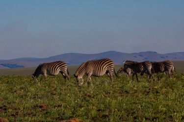 8R2A5621 Zebra Nyika NP  North Malawi