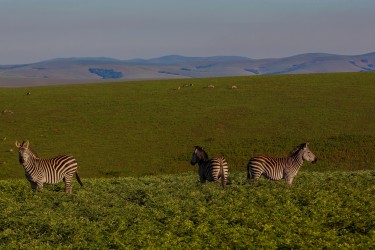 8R2A5665 Zebra Nyika NP  North Malawi