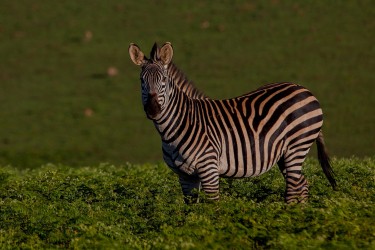 8R2A5668 Zebra Nyika NP  North Malawi