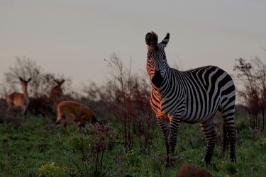 8R2A5783 Zebra Nyika NP  North Malawi