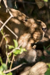 8R2A1418 Gorongosa NP Lion 5