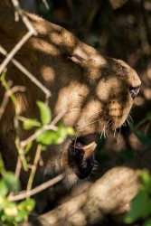 8R2A1419 Gorongosa NP Lion 4