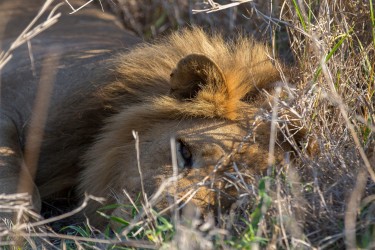 8R2A1434 Gorongosa NP lion 6