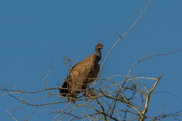 8R2A1498 Gorongosa NP Vulture 2