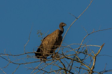 8R2A1500 .....Vulture Gorongosa NP Mozambique