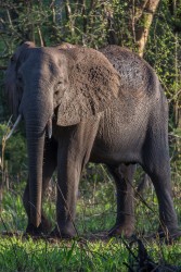 8R2A1547 Gorongosa NP Elefant 6