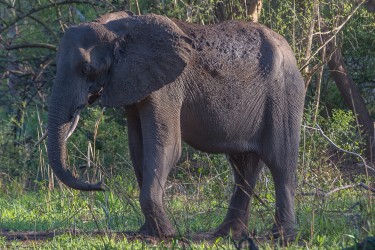 8R2A1549 Gorongosa NP Elefant 7
