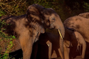 8R2A1568 Elephant Gorongosa NP Mozambique