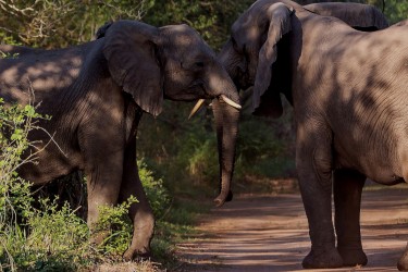 8R2A1574 Elephant Gorongosa NP Mozambique