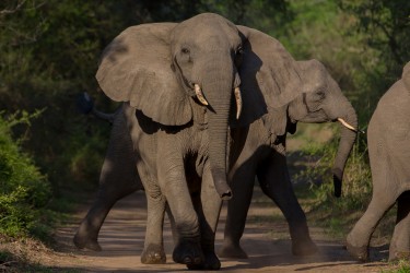 8R2A1578 Gorongosa NP Elefant 2