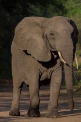 8R2A1581 Gorongosa NP Elefant 3