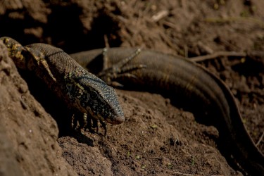 8R2A1668 Monitoring Lizard Gorongosa NP Mozambique