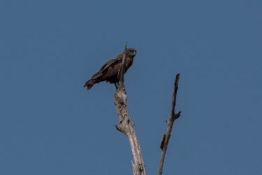 8R2A1698 Gorongosa NP Eagle 9