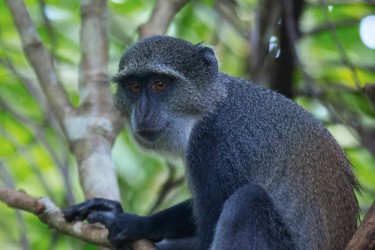 8R2A9590 Blue Monkey Zanzibar