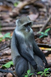 8R2A9599 Blue Monkey Zanzibar