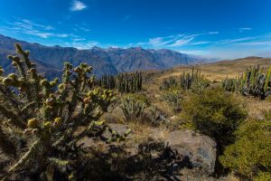 0S8A3156 Cordilleras de Ampato Canyon de Colca South Peru