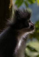 7P8A0956 Thomas Leaf Monkey Gunung Leuser NP North Sumatra Indonesia