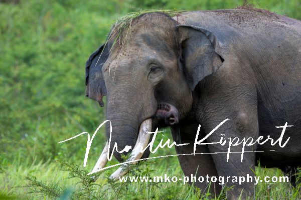 7P8A2659 Elephants Barumun NP Sumatra Indonesia