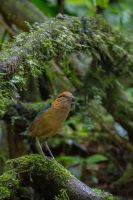 7P8A3797 Rusty breasted Wren Babbler Kerinci Seblat NP South Sumatra