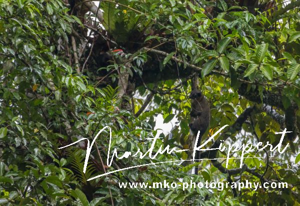 7P8A4415 Binturong Kerinci Seblat NP South Sumatra
