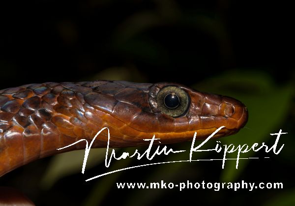7P8A5043 Rusty whips snake red zeppo  Yasuni Amazon Ecuador